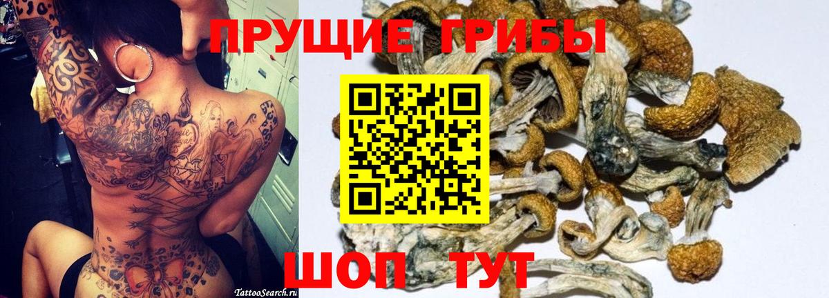 Псилоцибиновые грибы GOLDEN TEACHER  Вход с VPN  Александров  Галлюциногенные грибы Psilocybe 